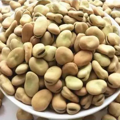 Fava beans prepared for trade