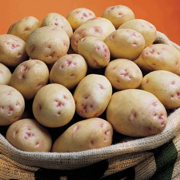 Seed potatoes selected for international trade